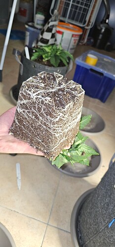 Growreport Bild 37