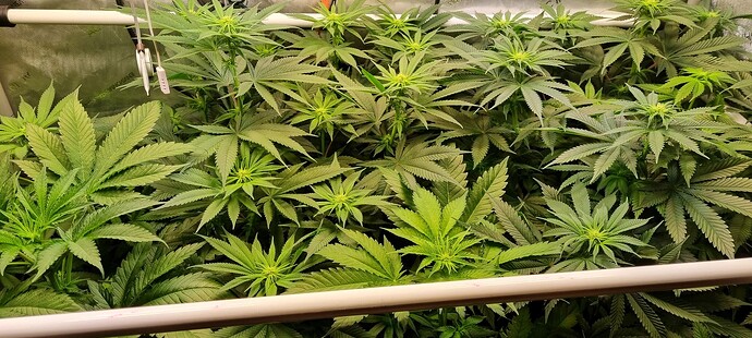 Growreport Bild 20