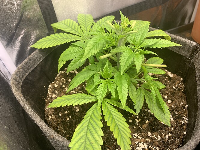Growreport Bild 2