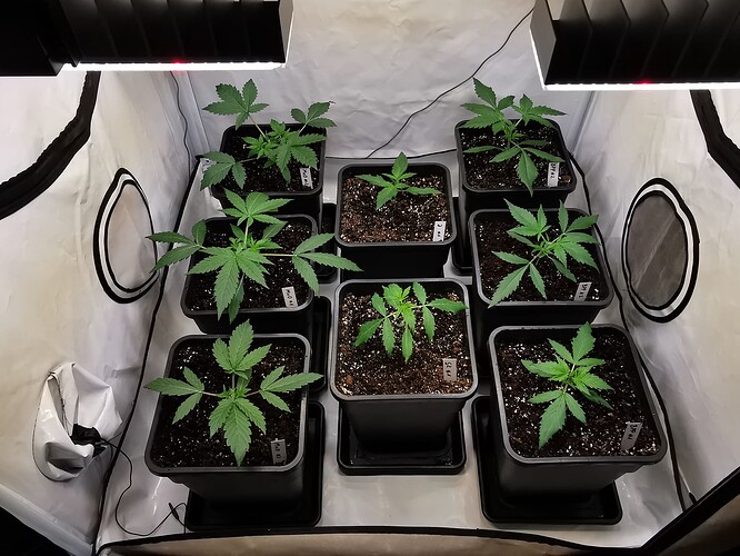 Growreport Bild 1