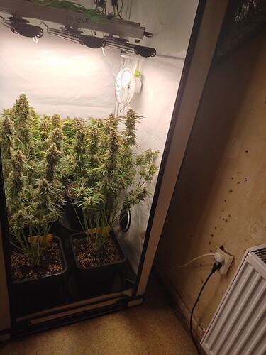 Growreport Bild 4