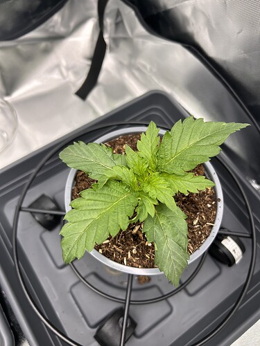 Growreport Bild 2
