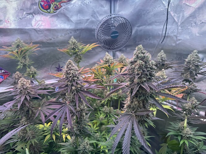 Growreport Bild 46