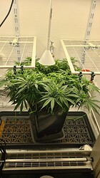 Growreport Bild 40