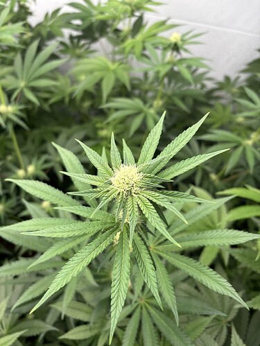 Growreport Bild 7