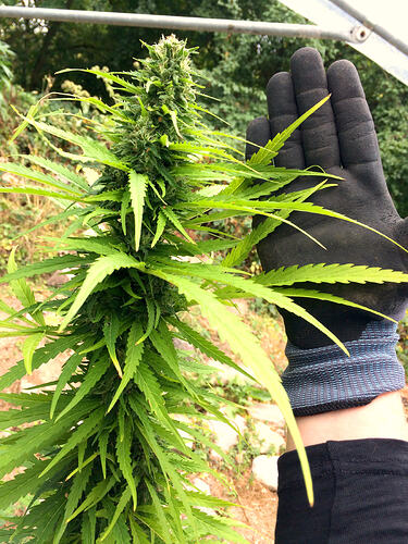 Grow26_0817_18