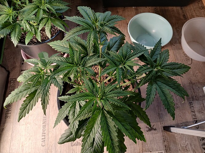 Growreport Bild 7
