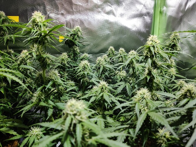 Growreport Bild 6