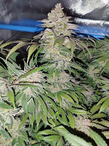 Growreport Bild 12