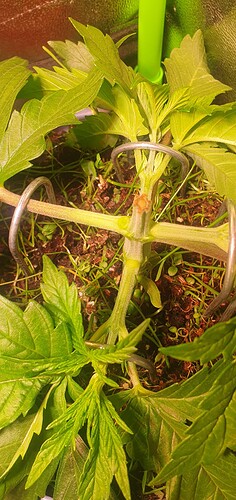 Growreport Bild 7