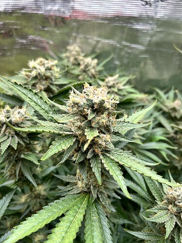 Nahaufnahme von Cannabis-Buds in der Blütephase, mit Trichomen bedeckt und von grünen Blättern umgeben.