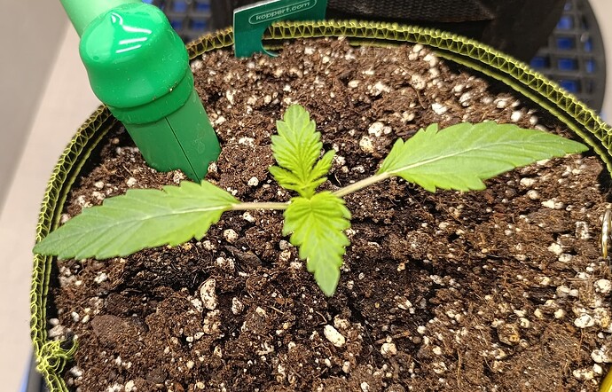 Growreport Bild 6