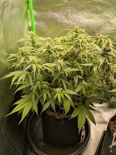 Growreport Bild 41