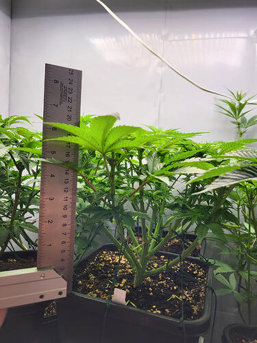 Growreport Bild 13