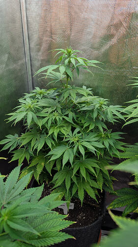 Growreport Bild 6
