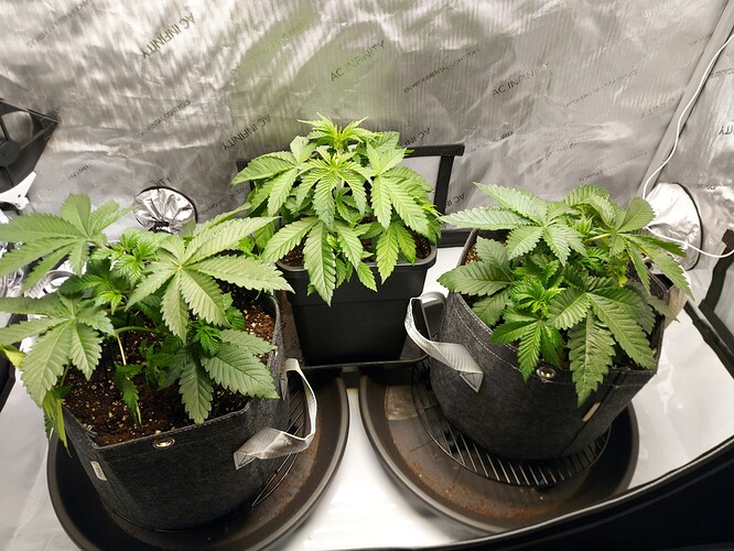Growreport Bild 1