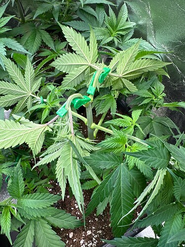 Growreport Bild 44
