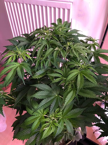 Growreport Bild 9