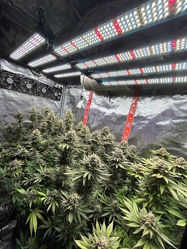 Ein Growzelt mit mehreren blühenden Cannabispflanzen unter einer LED-Beleuchtung.