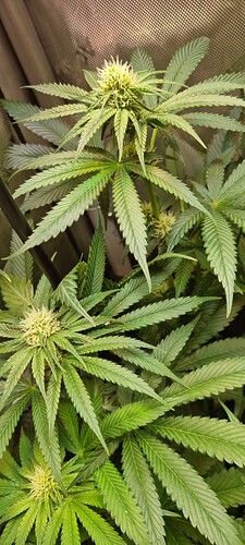 Growreport Bild 9