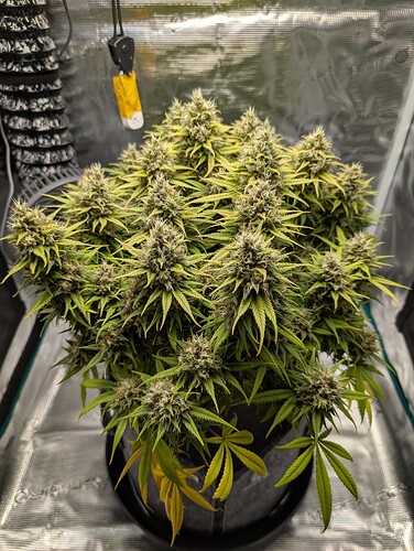 Growreport Bild 3