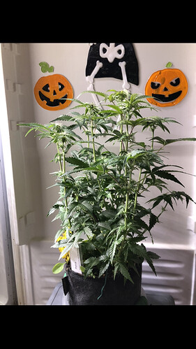 Growreport Bild 46