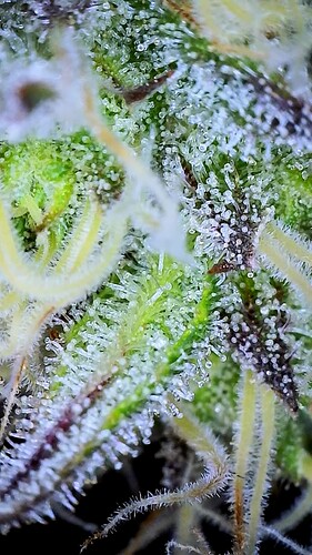 trichome