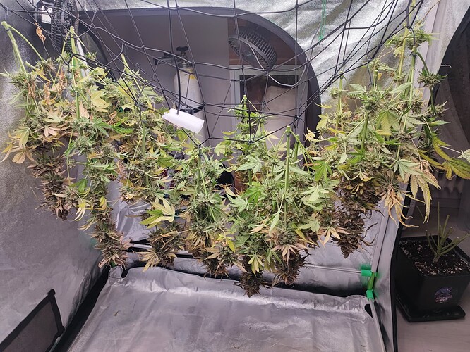 Growreport Bild 131