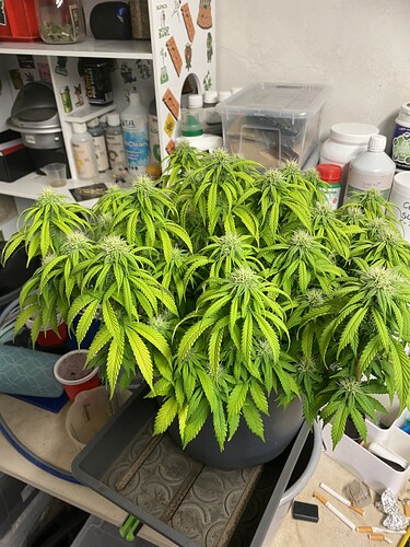 Growreport Bild 68