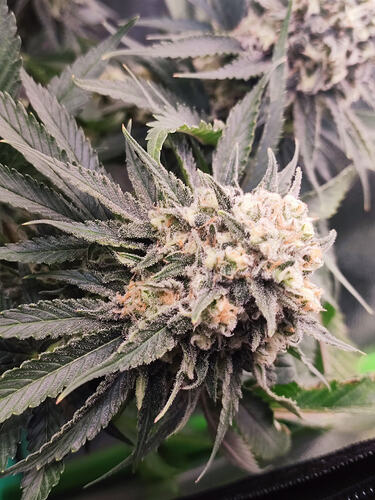 Growreport Bild 3