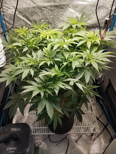 Growreport Bild 1