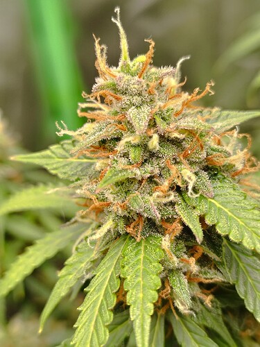 Nahaufnahme eines reifen Cannabis-Buds mit Trichomen und orangefarbenen Stempeln.
