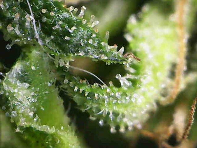 Growreport Bild 22