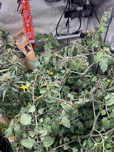 Growreport Bild 3