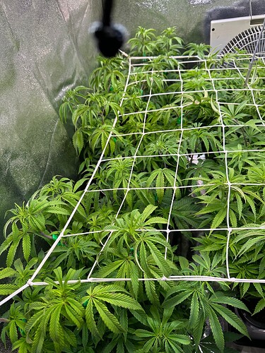 Growreport Bild 61