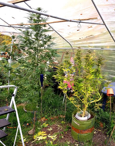 Growreport Bild 1