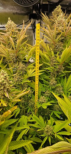 Growreport Bild 12