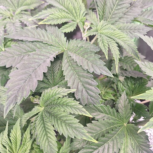 Nahaufnahme von Cannabisblättern im Wuchsstadium, die dicht beieinander stehen.