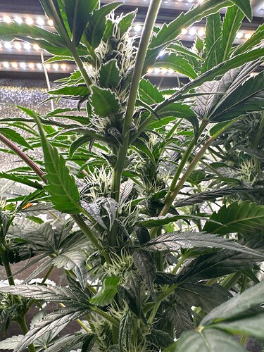 Growreport Bild 49
