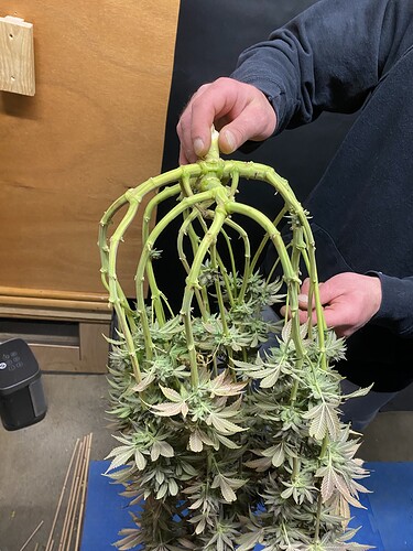 Growreport Bild 28