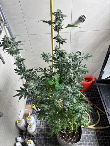 Growreport Bild 31