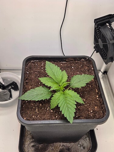 Growreport Bild 3