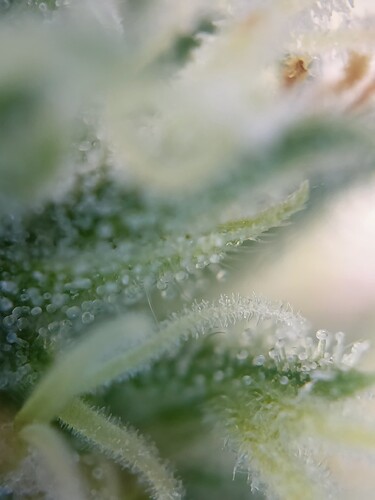 Growreport Bild 8
