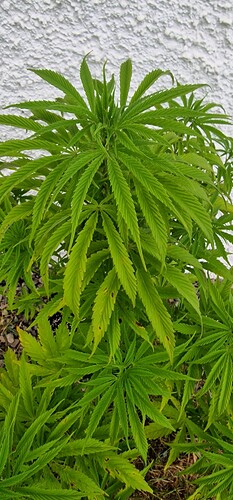 Growreport Bild 7