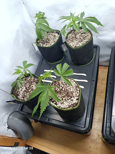 Growreport Bild 9