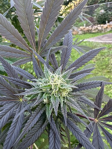 Growreport Bild 24