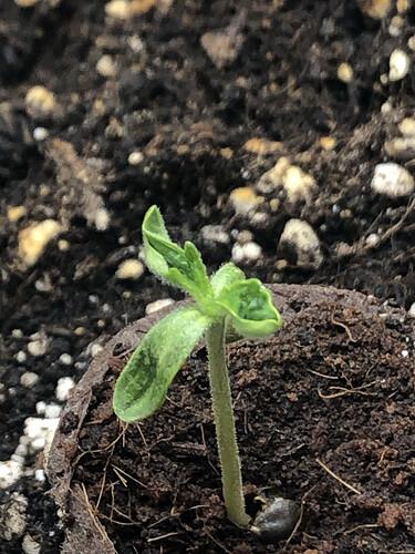 Growreport Bild 1