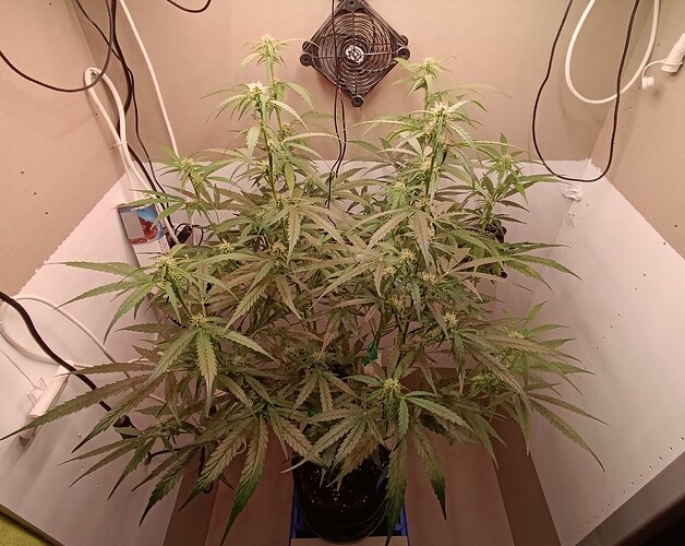 Growreport Bild 3