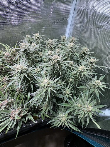 Growreport Bild 23
