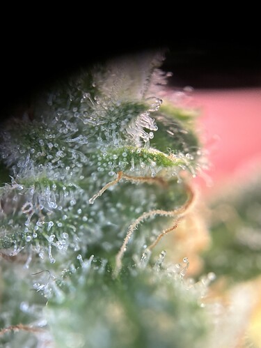Growreport Bild 67